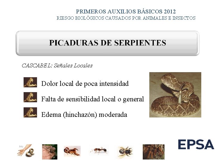 PRIMEROS AUXILIOS BÁSICOS 2012 RIESGO BIOLÓGICOS CAUSADOS POR ANIMALES E INSECTOS CASCABEL: Señales Locales PRIMEROS AUXILIOS BÁSICOS 2012 RIESGO BIOLÓGICOS CAUSADOS POR ANIMALES E INSECTOS CASCABEL: Señales Locales
