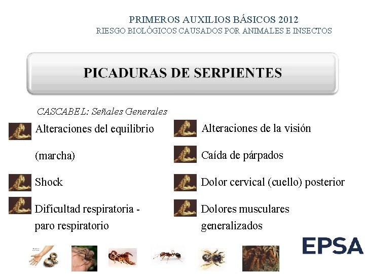 PRIMEROS AUXILIOS BÁSICOS 2012 RIESGO BIOLÓGICOS CAUSADOS POR ANIMALES E INSECTOS CASCABEL: Señales Generales PRIMEROS AUXILIOS BÁSICOS 2012 RIESGO BIOLÓGICOS CAUSADOS POR ANIMALES E INSECTOS CASCABEL: Señales Generales
