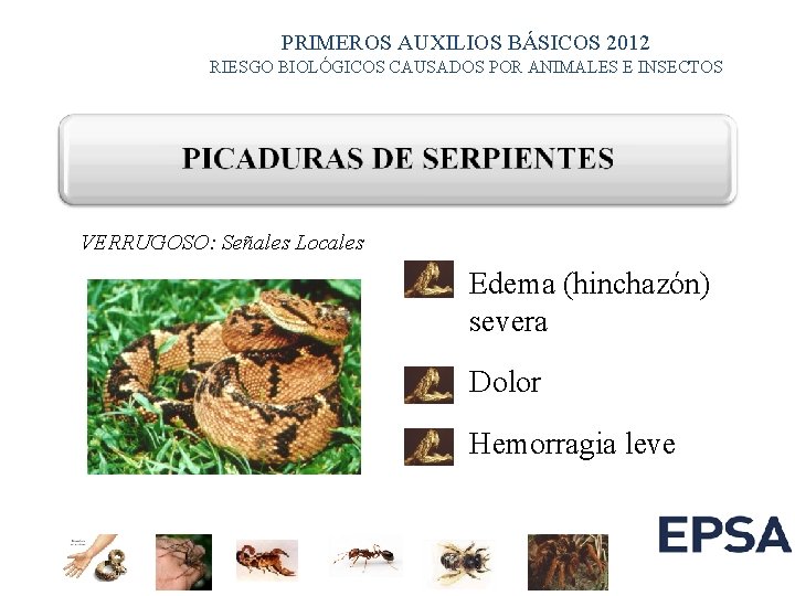 PRIMEROS AUXILIOS BÁSICOS 2012 RIESGO BIOLÓGICOS CAUSADOS POR ANIMALES E INSECTOS VERRUGOSO: Señales Locales