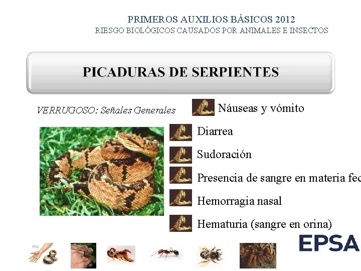 PRIMEROS AUXILIOS BÁSICOS 2012 RIESGO BIOLÓGICOS CAUSADOS POR ANIMALES E INSECTOS VERRUGOSO: Señales Generales PRIMEROS AUXILIOS BÁSICOS 2012 RIESGO BIOLÓGICOS CAUSADOS POR ANIMALES E INSECTOS VERRUGOSO: Señales Generales