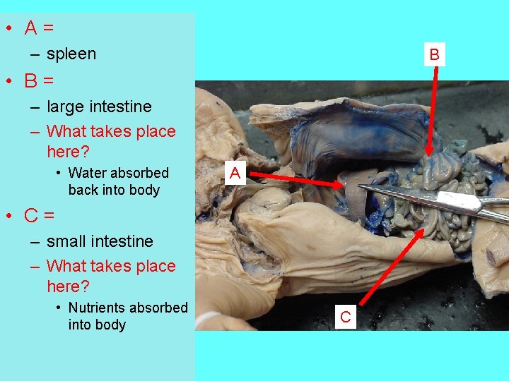  • A= – spleen B • B= – large intestine – What takes