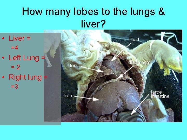 How many lobes to the lungs & liver? • Liver = =4 • Left