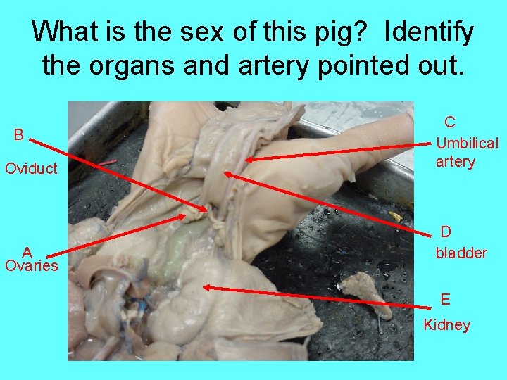 What is the sex of this pig? Identify the organs and artery pointed out.