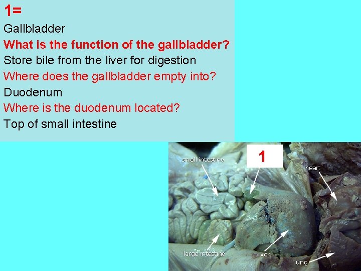 1= Gallbladder What is the function of the gallbladder? Store bile from the liver