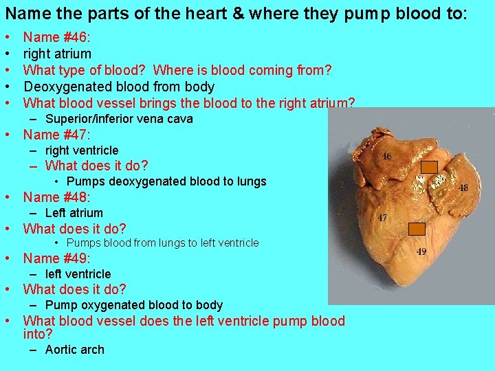 Name the parts of the heart & where they pump blood to: • •