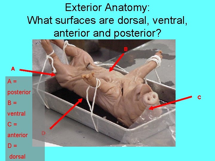 Exterior Anatomy: What surfaces are dorsal, ventral, anterior and posterior? B A A= posterior