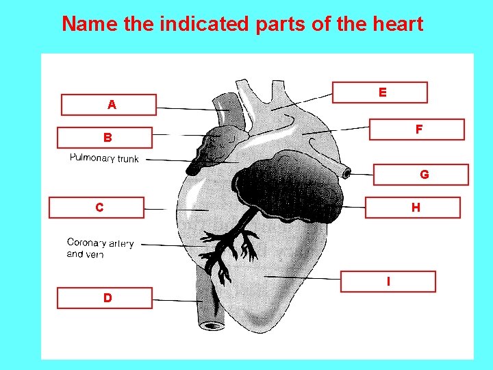 Name the indicated parts of the heart A superior E F B G C