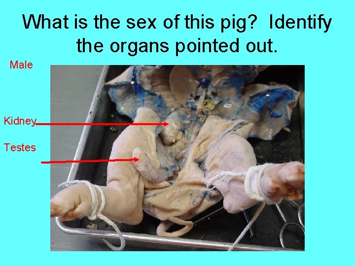 What is the sex of this pig? Identify the organs pointed out. Male Kidney