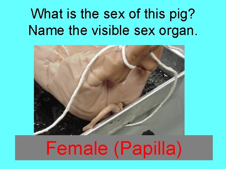 What is the sex of this pig? Name the visible sex organ. Female (Papilla)