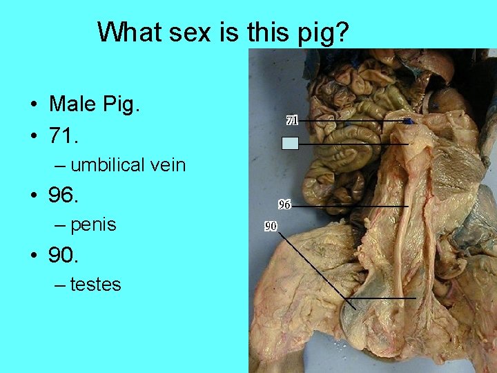 What sex is this pig? • Male Pig. • 71. – umbilical vein •
