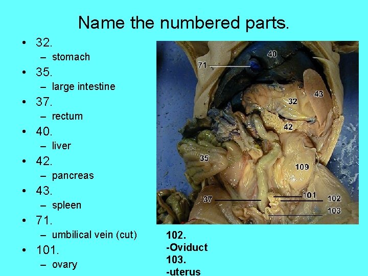 Name the numbered parts. • 32. – stomach • 35. – large intestine •
