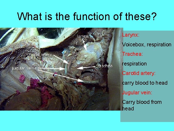 What is the function of these? Larynx: Voicebox, respiration Trachea: respiration Carotid artery: carry