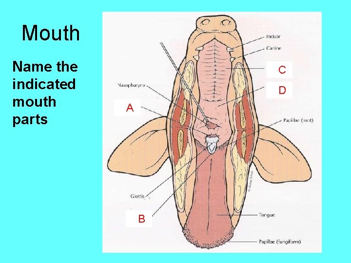 Mouth Name the indicated mouth parts C D A B 