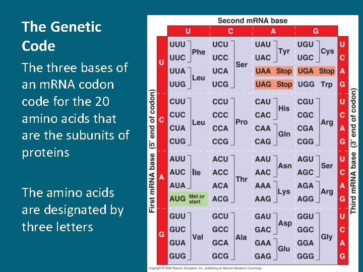 The Genetic Code The three bases of an m. RNA codon code for the