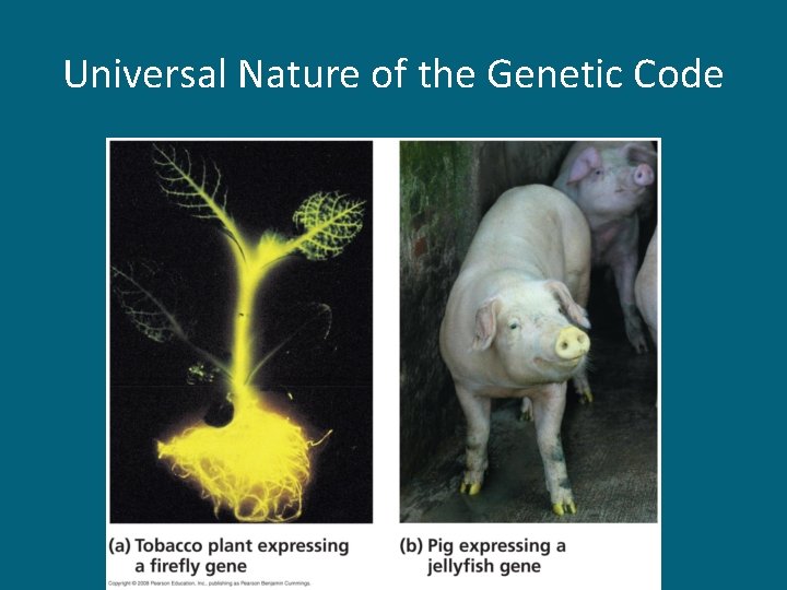 Universal Nature of the Genetic Code 