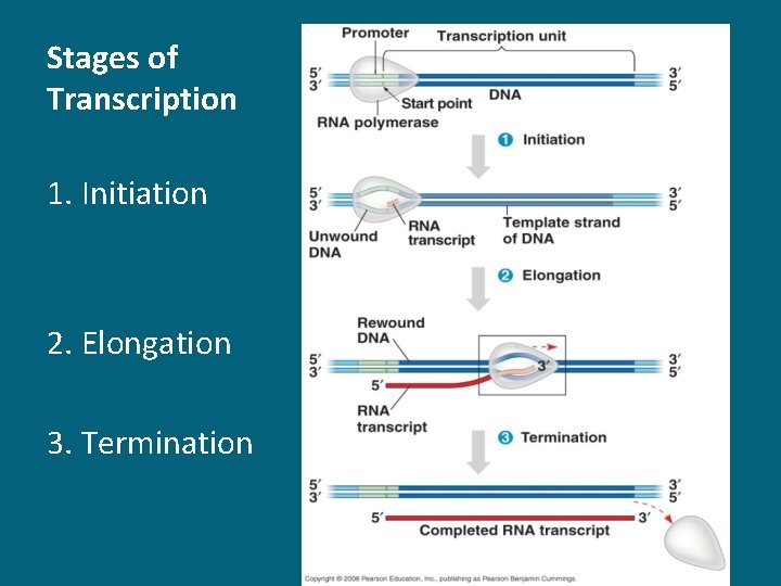 Stages of Transcription 1. Initiation 2. Elongation 3. Termination 