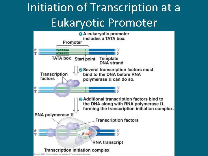 Initiation of Transcription at a Eukaryotic Promoter 