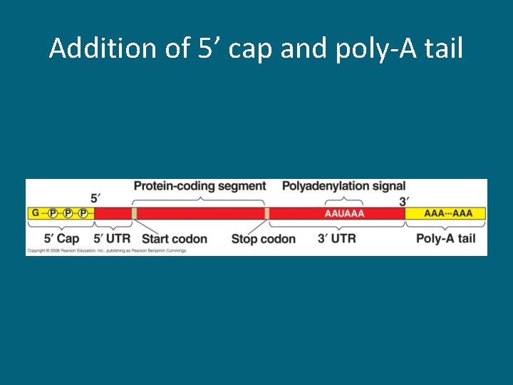 Addition of 5’ cap and poly-A tail 