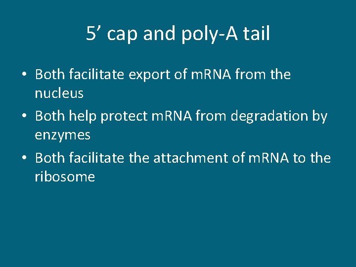 5’ cap and poly-A tail • Both facilitate export of m. RNA from the