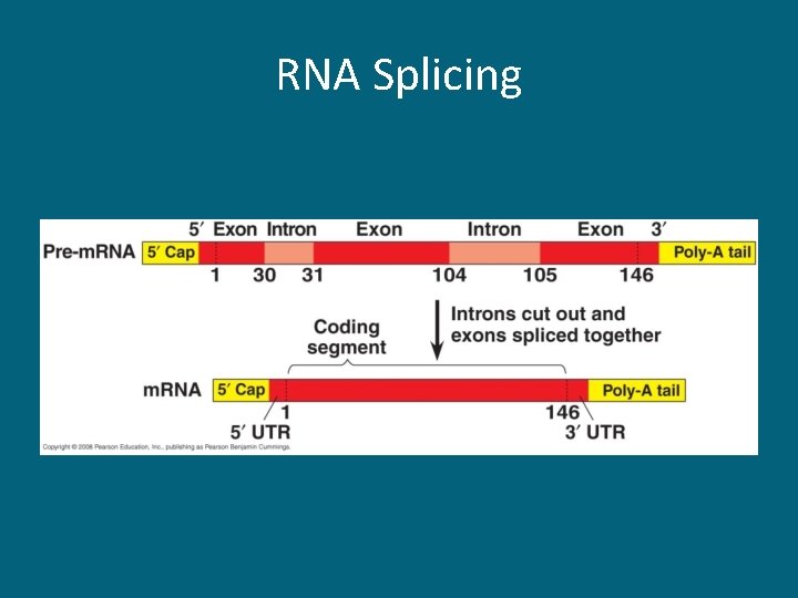 RNA Splicing 