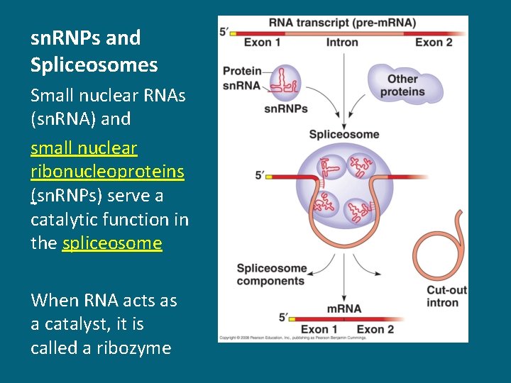 sn. RNPs and Spliceosomes Small nuclear RNAs (sn. RNA) and small nuclear ribonucleoproteins (sn.