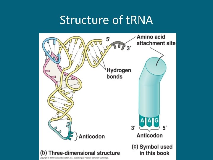 Structure of t. RNA 