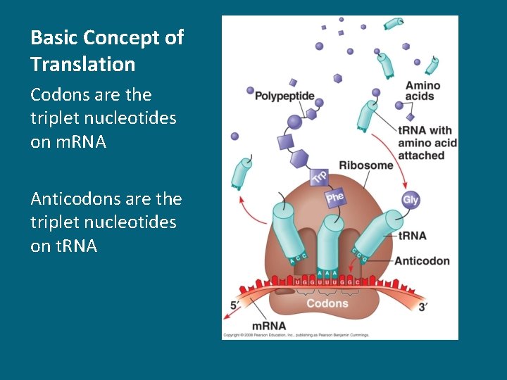 Basic Concept of Translation Codons are the triplet nucleotides on m. RNA Anticodons are