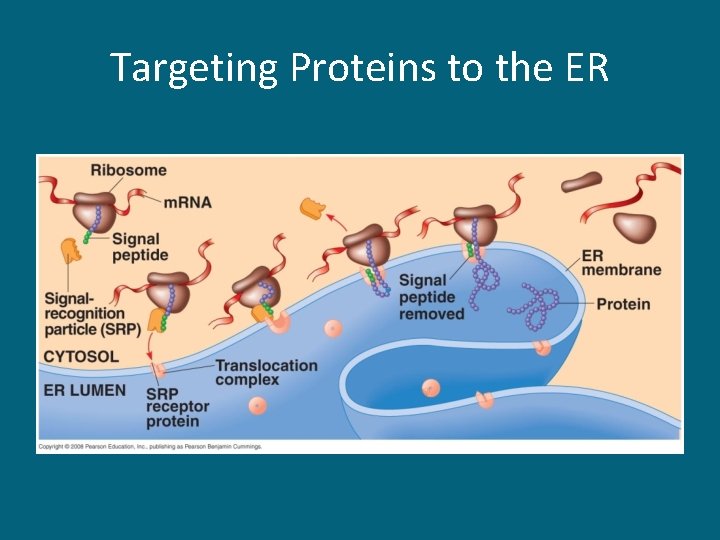 Targeting Proteins to the ER 