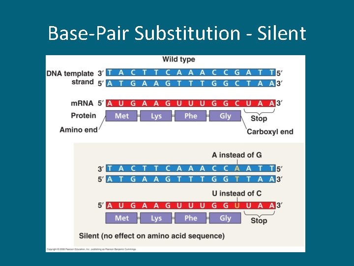 Base-Pair Substitution - Silent 