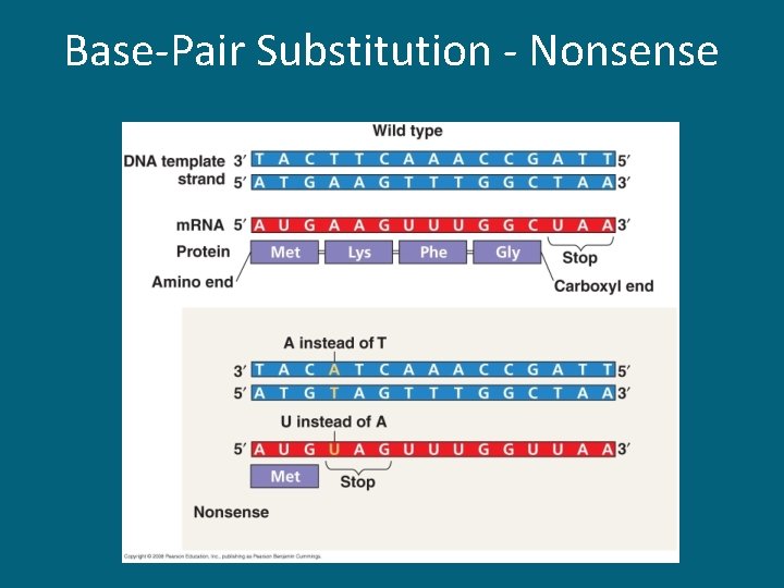 Base-Pair Substitution - Nonsense 