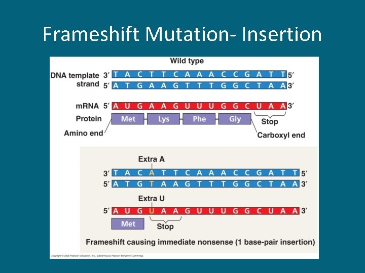 Frameshift Mutation- Insertion 