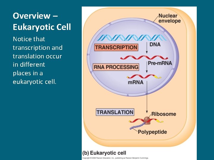 Overview – Eukaryotic Cell Notice that transcription and translation occur in different places in