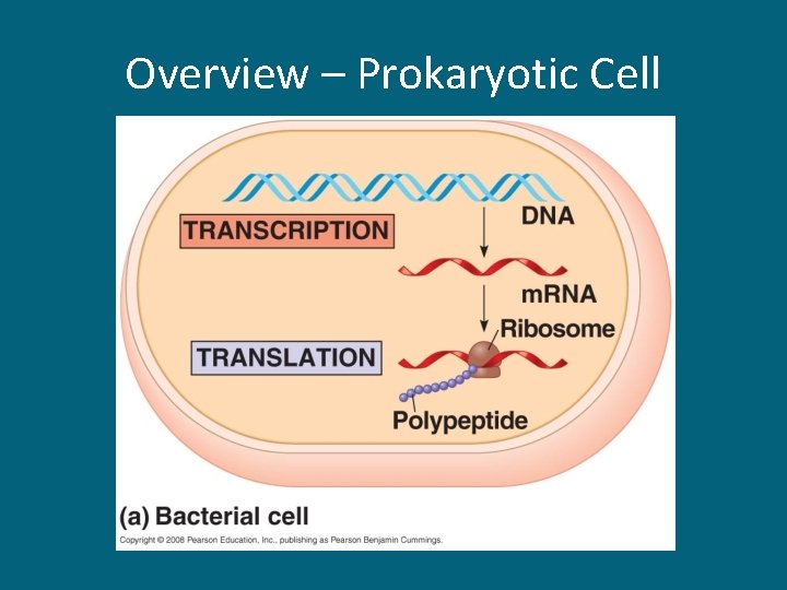 Overview – Prokaryotic Cell 