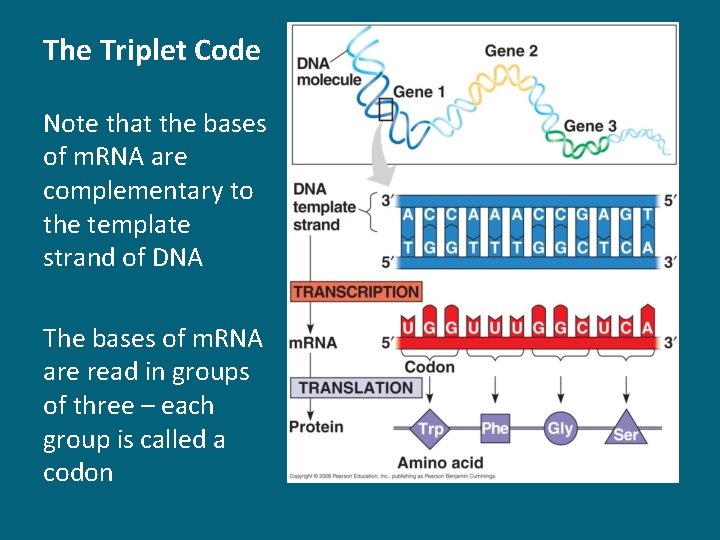 The Triplet Code Note that the bases of m. RNA are complementary to the