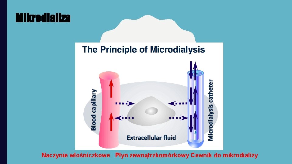 Mikrodializa Naczynie włośniczkowe Płyn zewnątrzkomórkowy Cewnik do mikrodializy 