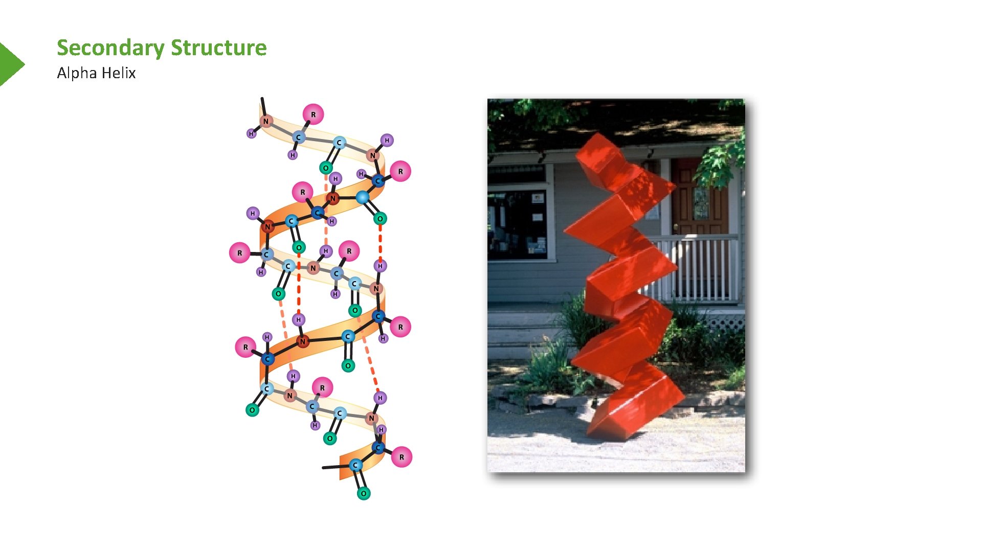 Secondary Structure Alpha Helix 