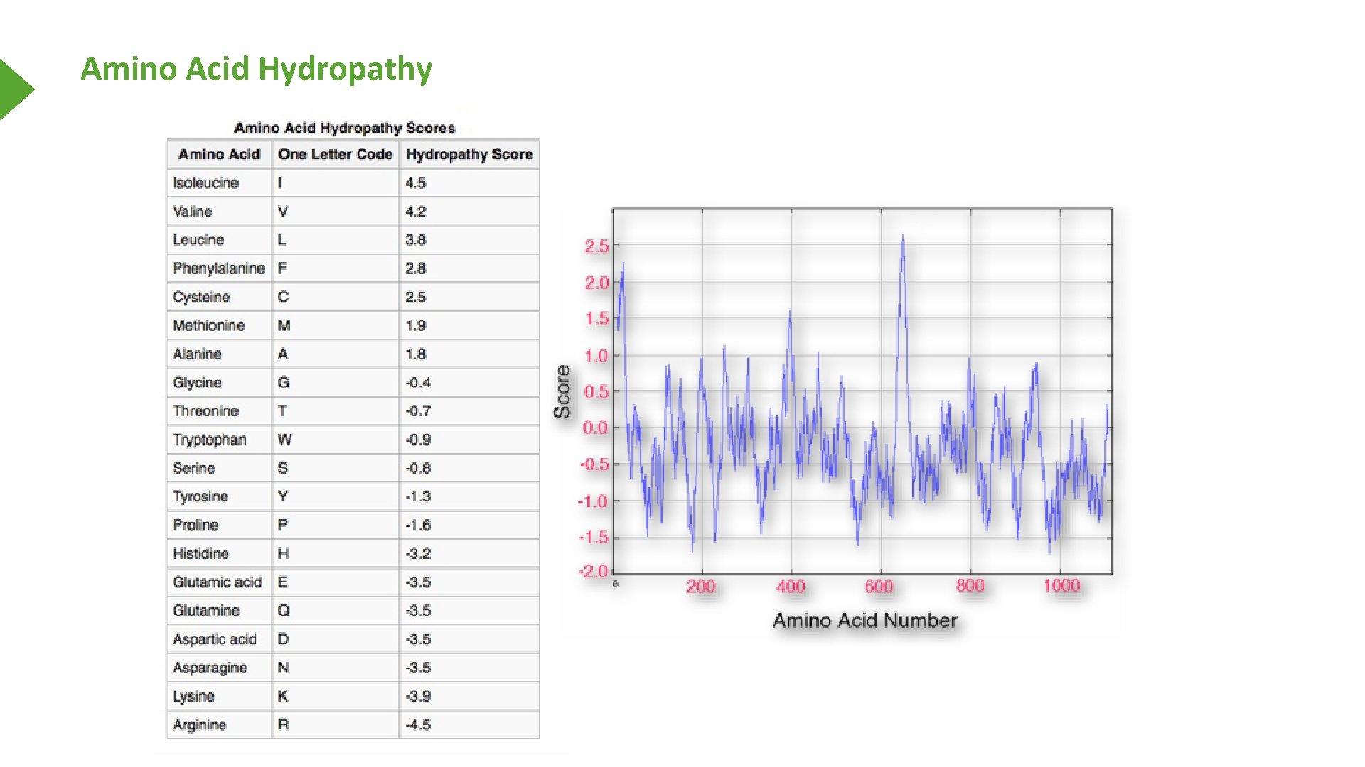 Amino Acid Hydropathy 
