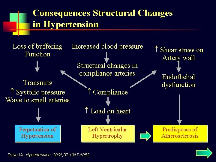 Consequences Structural Changes in Hypertension Loss of buffering Function Increased blood pressure Structural changes