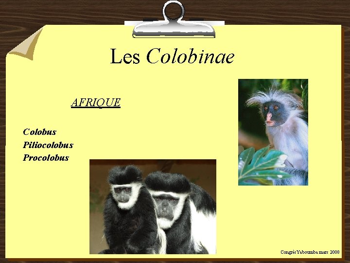 Les Colobinae AFRIQUE Colobus Piliocolobus Procolobus Congrès. Yaboumba mars 2008 