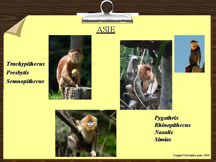  ASIE Trachypithecus Presbytis Semnopithecus Pygathrix Rhinopithecus Nasalis Simias Congrès. Yaboumba mars 2008 