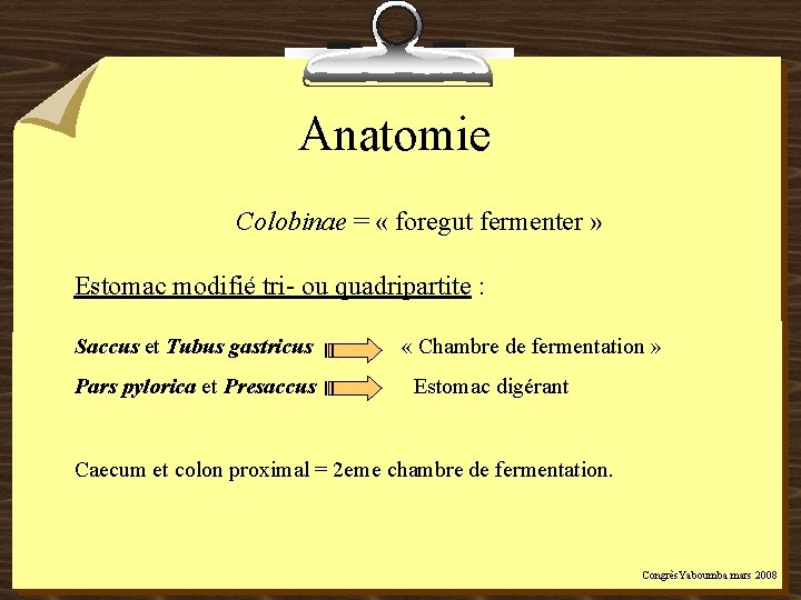 Anatomie Colobinae = « foregut fermenter » Estomac modifié tri- ou quadripartite : Saccus