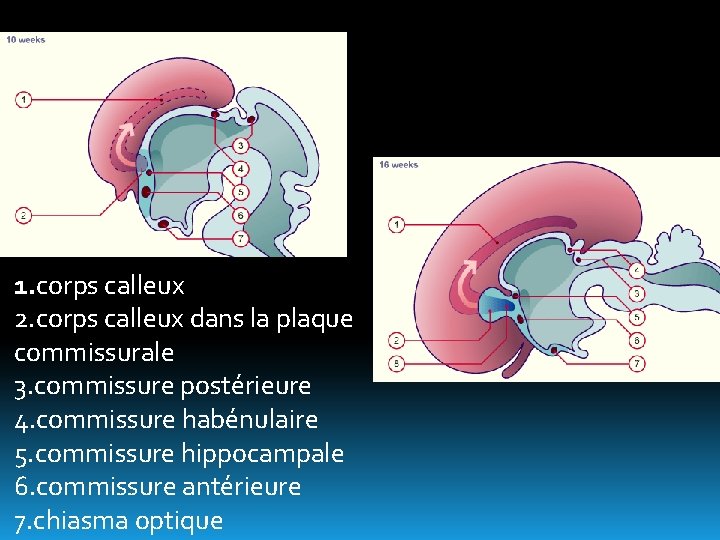 1. corps calleux 2. corps calleux dans la plaque commissurale 3. commissure postérieure 4.