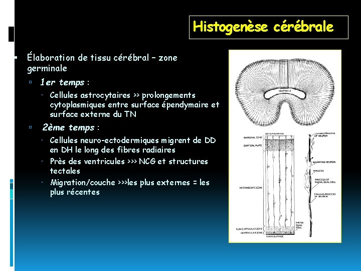 Histogenèse cérébrale Élaboration de tissu cérébral – zone germinale 1 er temps : Cellules