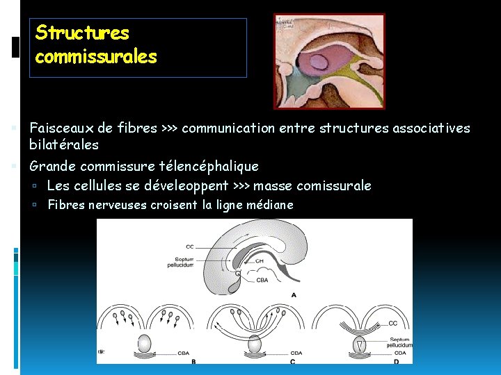 Structures commissurales Faisceaux de fibres >>> communication entre structures associatives bilatérales Grande commissure télencéphalique