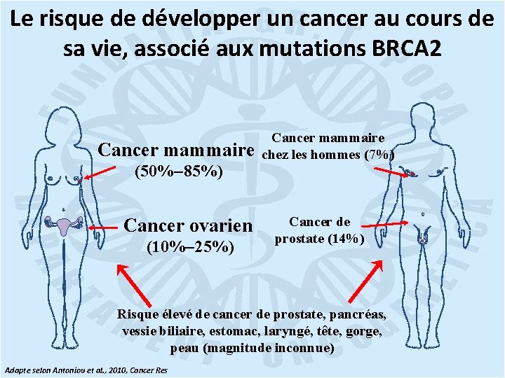 Le risque de développer un cancer au cours de sa vie, associé aux mutations