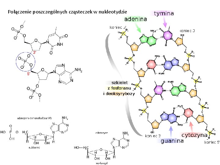 Połączenie poszczególnych cząsteczek w nukleotydzie 