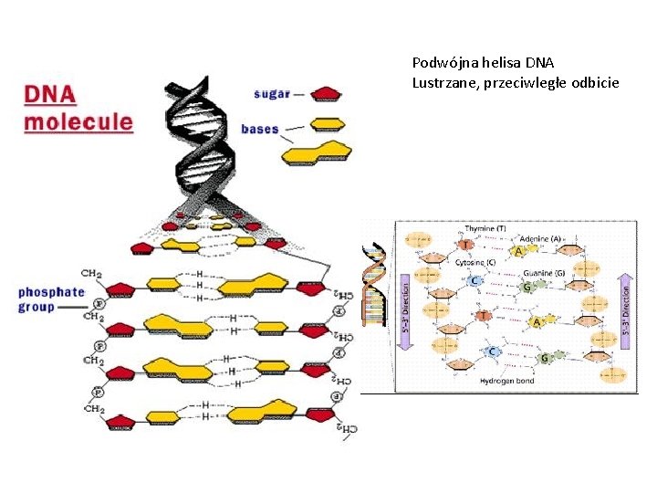 Podwójna helisa DNA Lustrzane, przeciwległe odbicie 