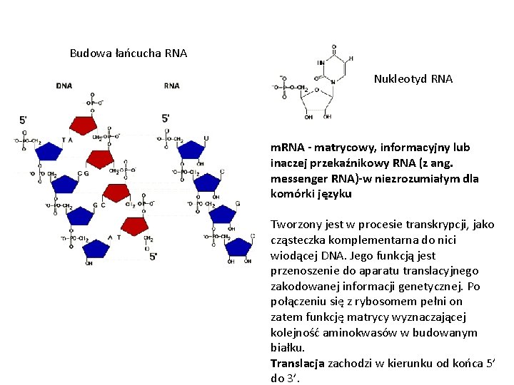 Budowa łańcucha RNA Nukleotyd RNA m. RNA - matrycowy, informacyjny lub inaczej przekaźnikowy RNA