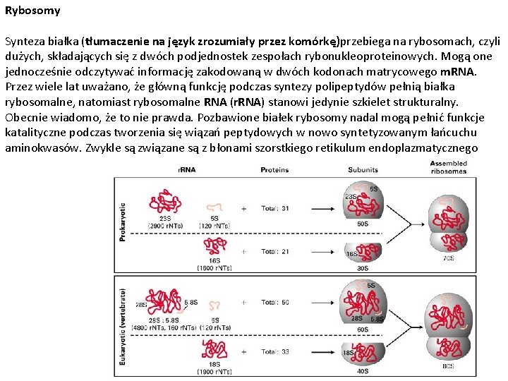 Rybosomy Synteza białka (tłumaczenie na język zrozumiały przez komórkę)przebiega na rybosomach, czyli dużych, składających