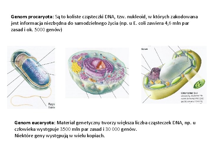 Genom procaryota: Są to koliste cząsteczki DNA, tzw. nukleoid, w których zakodowana jest informacja